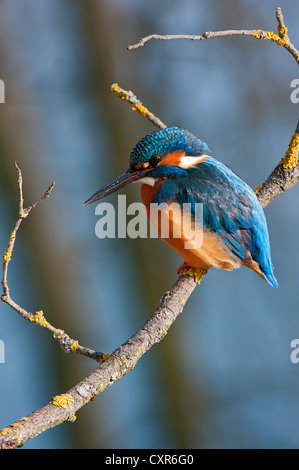 Eisvogel (Alcedo Atthis), Tratzberg Landschaft Erhaltung Bereich, Tirol, Österreich, Europa Stockfoto