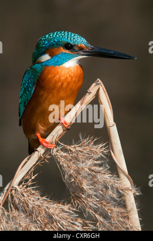 Eisvogel (Alcedo Atthis), Tratzberg Landschaft Erhaltung Bereich, Tirol, Österreich, Europa Stockfoto