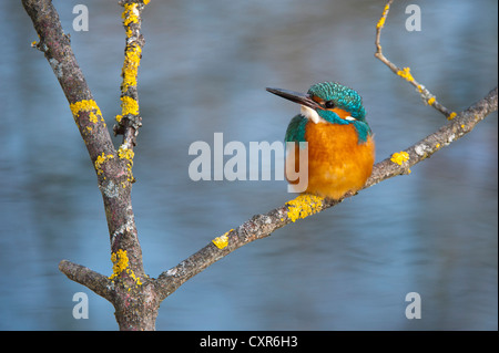 Eisvogel (Alcedo Atthis), Tratzberg Landschaft Erhaltung Bereich, Tirol, Österreich, Europa Stockfoto