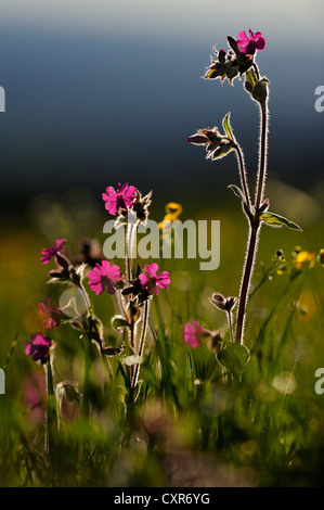 Rote Campion (Silene Dioica), Hintergrundbeleuchtung, Auerberg, Rieden, Ost-Allgäu, Schwaben, Bayern, Deutschland, Europa Stockfoto