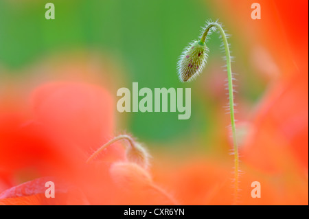 Bud eine Mohnblume (Papaver) in einem Mohnfeld, Pfaffenhausen, untere Allgäu, Schwaben, Bayern, Deutschland, Europa Stockfoto