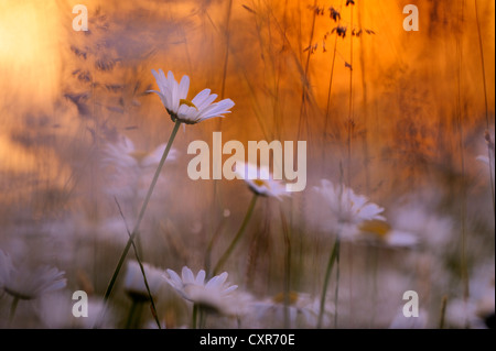 Senken Sie Margeriten (Leucanthemum) auf einer Blumenwiese, bei Sonnenaufgang, Mindelheim, Allgäu, Bayern, Deutschland, Europa Stockfoto