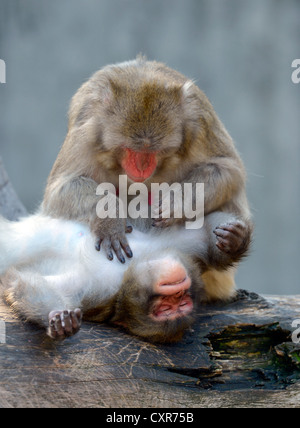 Japanischen Makaken (Macaca Fuscata), Pflege, soziales Verhalten, ursprünglich aus Japan, in Gefangenschaft, Baden-Württemberg Stockfoto