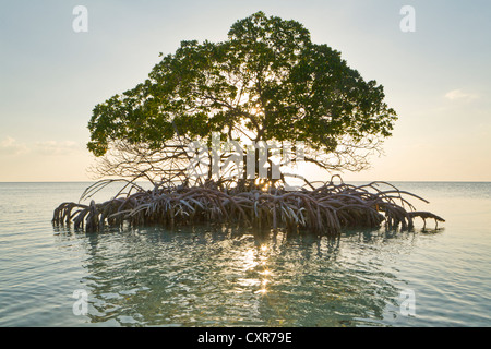 Mangroven-Baum vor dem Strand auf der Insel Cayo Levisa, Kuba, Mittelamerika Stockfoto