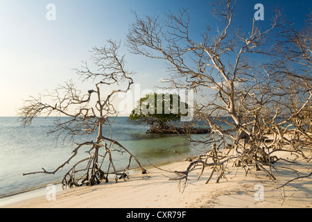 Teilweise tot Mangrovenbäume am Strand der Insel Cayo Levisa, Kuba, Mittelamerika Stockfoto