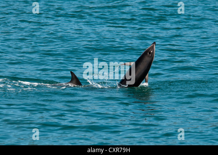 Dusky Dolphin im Pazifischen Ozean in der Nähe von Kaikoura in Neuseeland aus dem Boden schießen. Schwarzdelfine springen aus Dem Pazifik in Neuseeland Stockfoto