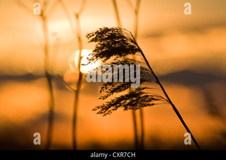 Reed bei Sonnenuntergang, Insel Poel, Mecklenburg-Western Pomerania, Deutschland, Europa Stockfoto