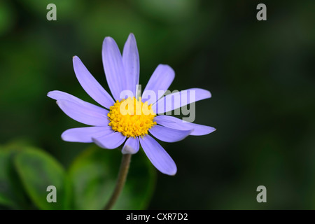 Blüte blau Daisy oder Blue Marguerite (Felicia Amelloides), Süd Afrika Stockfoto