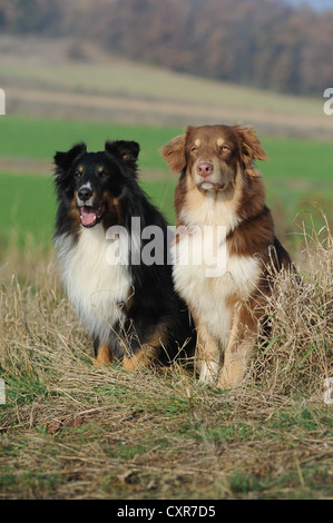 Australian Shepherd und Shetland Sheepdog oder Sheltie Stockfoto