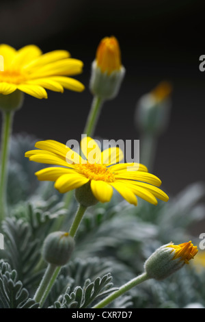 Gelbe Bush Daisy (Euryops Actinobakterien), Südafrika Stockfoto