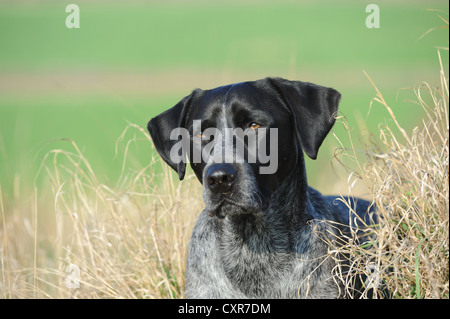 Labrador Retriever - Australian Cattle Dog kreuzen, Portrait auf einer Wiese Stockfoto