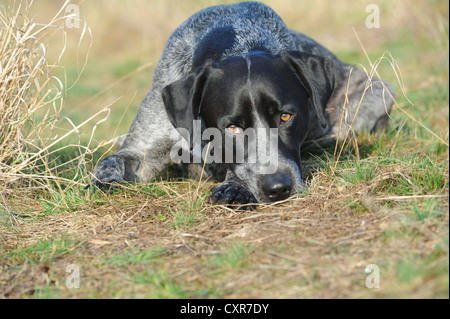 Labrador Retriever - Australian Cattle Dog kreuzen liegen auf einer Wiese mit seinem Kopf auf seinen Pfoten Stockfoto