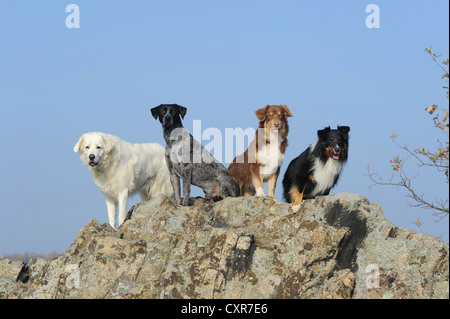 Slovenský Cuvac oder slowakische Cuvac, Labrador Retriever - Australian Cattle Dog kreuzen, Shetland Sheepdog oder Sheltie und eine Stockfoto