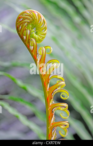 Frische Triebe von einem roten Zwerg Baumfarn oder rot brasilianischen Baumfarn (Blechnum Brasiliense), ursprünglich aus Brasilien Stockfoto