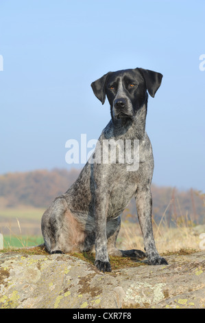 Labrador Retriever - Australian Cattle Dog kreuzen auf einem Felsen sitzen Stockfoto