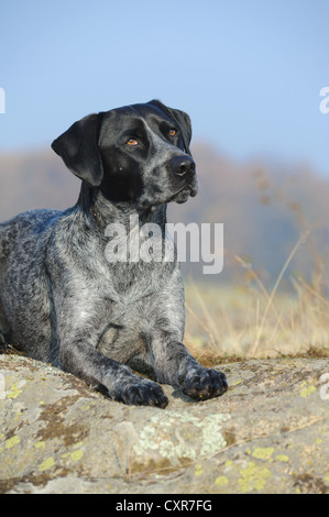 Labrador Retriever - Australian Cattle Dog kreuzen auf einem Felsen liegend Stockfoto