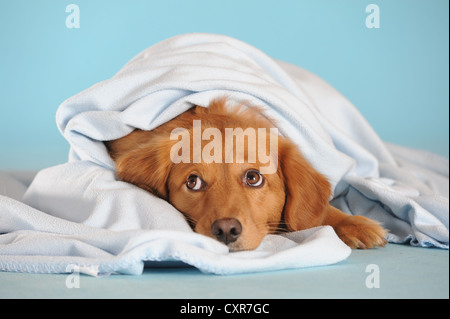 Mischlingshund liegen unter einer Decke Stockfoto