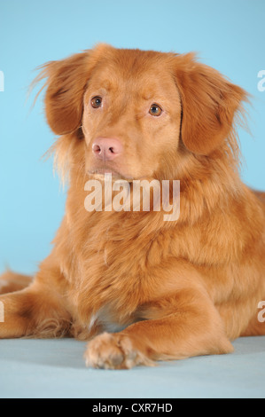 Nova Scotia Duck Tolling Retriever, liegend Stockfoto