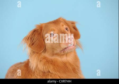 Nova Scotia Duck Tolling Retriever, Porträt Stockfoto