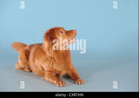 Nova Scotia Duck Tolling Retriever, liegend Stockfoto