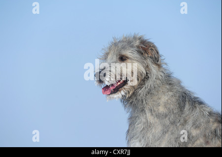 Irischer Wolfshund, portrait Stockfoto