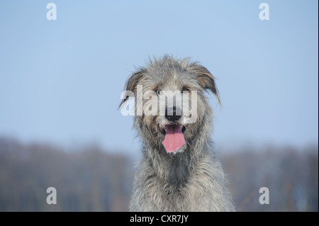 Irischer Wolfshund, portrait Stockfoto