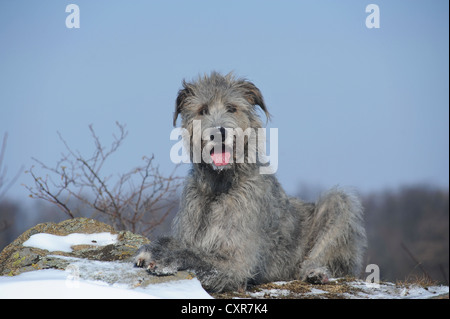 Irischer Wolfshund auf einem Felsen liegend Stockfoto