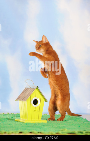 Abessinier Katze steht auf den Hinterbeinen neben einem Vogelhaus Stockfoto