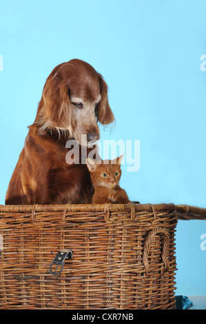 Irish Red Setter sitzt neben einer Abessinier Katze im Korb Stockfoto