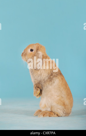 Brauner Zwerg englische Lop Kaninchen stehen auf den Hinterbeinen Stockfoto