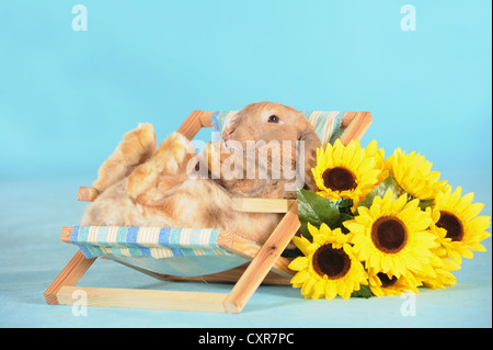 Brauner Zwerg englische Lop Kaninchen liegen in einem Mini-Liegestuhl neben Sonnenblumen Stockfoto