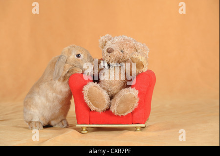 Brauner Zwerg englische Lop Kaninchen stehen neben einem roten Mini-Stuhl mit einem Teddy Bären sitzen Sie Stockfoto