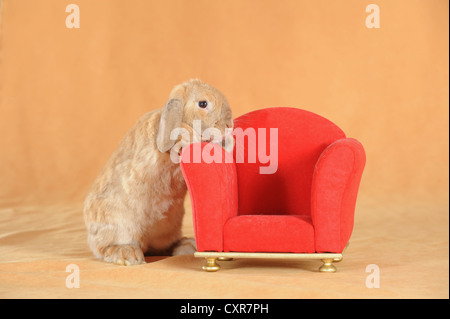 Brauner Zwerg englische Lop Kaninchen stehen neben einem roten Mini-Stuhl Stockfoto