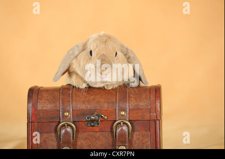 Brauner Zwerg englische Lop Kaninchen stützte sich auf einen Koffer Stockfoto