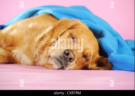 Golden Retriever unter einer blauen Decke schlafen Stockfoto