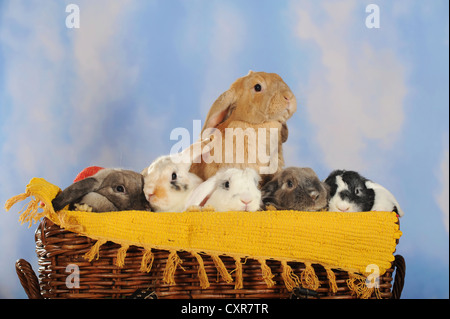 Sechs lange eared Hasen sitzen in einem Weidenkorb Stockfoto