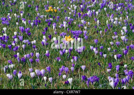 Krokusse (Crocus SP.), lila, weiß und gelb, in eine Wiese, Berlin, Deutschland, Europa Stockfoto