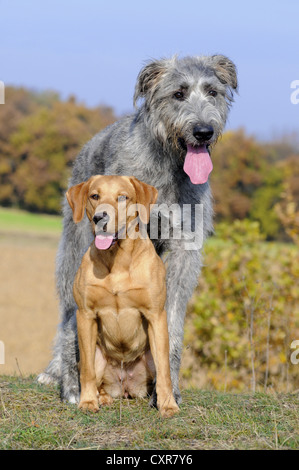 Gelber Labrador Retriever sitzt vor einem Irish Wolfhound Stockfoto