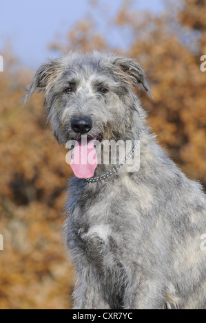 Irischer Wolfshund, Porträt, im Herbst Stockfoto