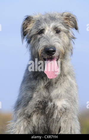 Irischer Wolfshund, portrait Stockfoto