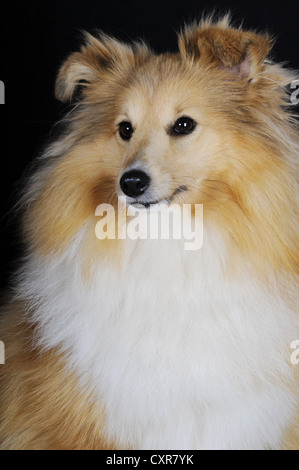 Shetland Sheepdog oder Sheltie, Zobel farbig, Porträt Stockfoto