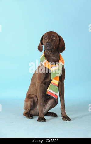 Mischlingshund, Weimaraner, Labrador und Ridgeback, sitzen, trägt einen bunten Schal Stockfoto