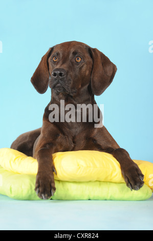 Mischlingshund Weimaraner Labrador Und Ridgeback Portrat