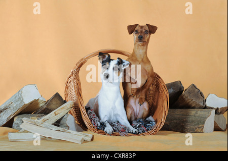 Zwergpinscher und Parson-Russell-Terrier sitzend in einem Weidenkorb neben Brennholz Stockfoto