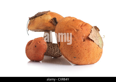 orangefarbene Kappe Pilz auf dem weißen Hintergrund isoliert Stockfoto