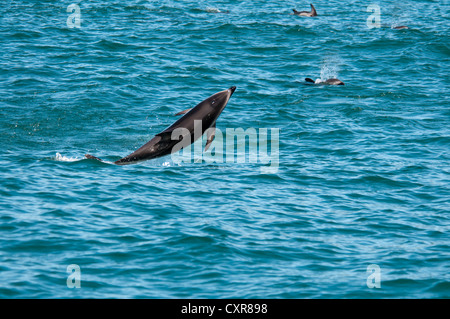 Dusky Dolphin im Pazifischen Ozean in der Nähe von Kaikoura in Neuseeland aus dem Boden schießen. Schwarzdelfine springen aus Dem Pazifik in Neuseeland Stockfoto