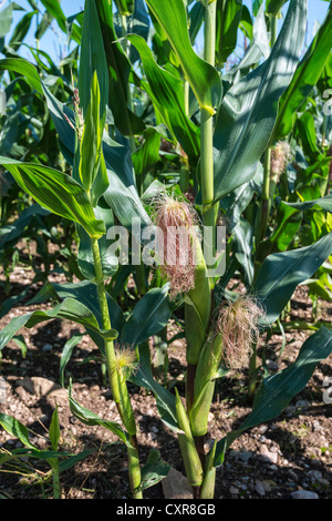 NAHAUFNAHME VON SWEET CORN/MAIS SAMENKÖPFE WÄCHST IN FELD AUF SEITE DES OFFA ES DYKE PFAD IM SEDBURY GLOUCESTERSHIRE ENGLAND UK Stockfoto