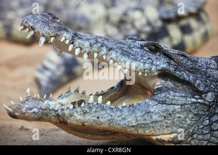 Nil-Krokodil oder gemeinsame Krokodil (Crocodylus Niloticus), im Zoo, Köln, Nordrhein-Westfalen, Deutschland, Europa Stockfoto