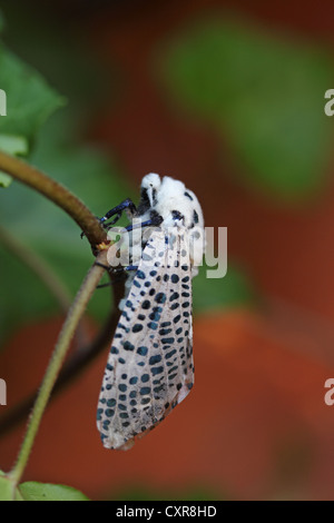 Leopard-Motte oder Holz Leopard Moth (Zeuzera Pyrina), nachtaktiv, Baden-Württemberg, Deutschland, Europa Stockfoto