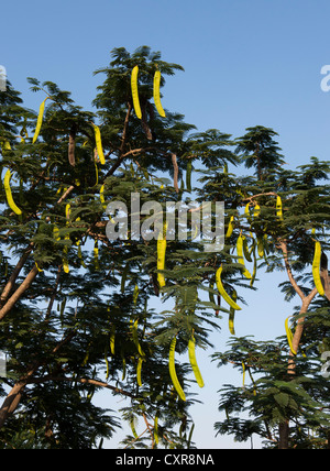 Delonix regia. Poinciana Baum mit langen Samenkapseln in der indischen Landschaft Stockfoto